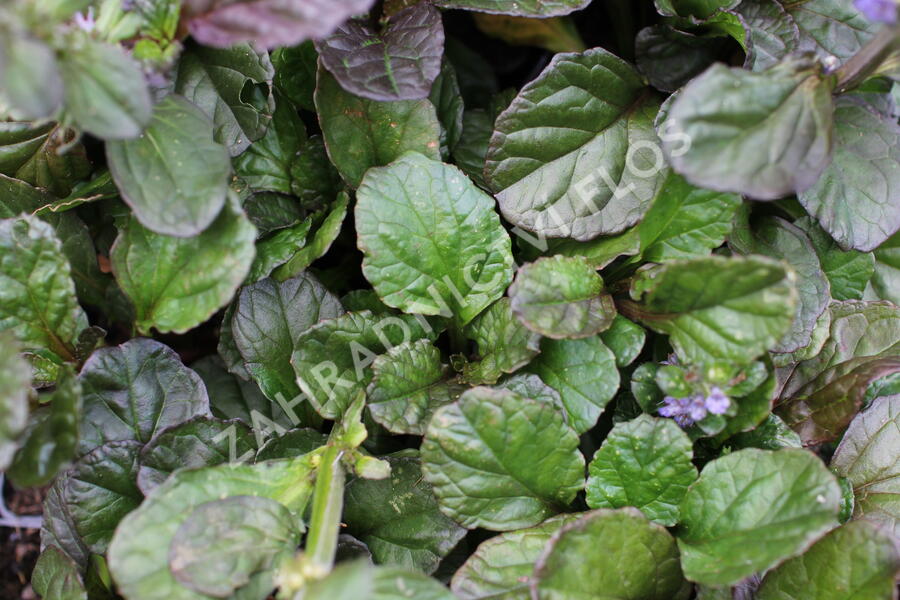 Zběhovec plazivý 'Catlin's Giant' - Ajuga reptans 'Catlin's Giant'