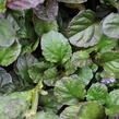 Zběhovec plazivý 'Catlin's Giant' - Ajuga reptans 'Catlin's Giant'