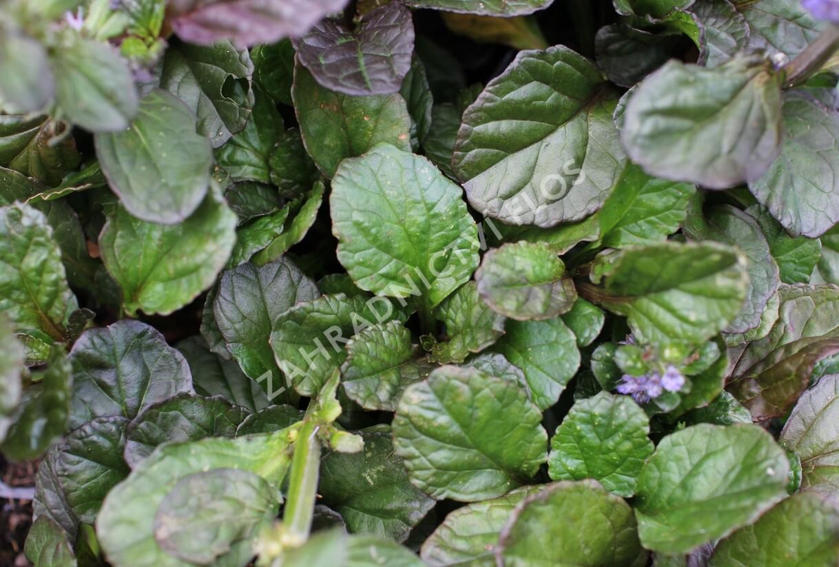 Zběhovec plazivý 'Catlin's Giant' - Ajuga reptans 'Catlin's Giant'