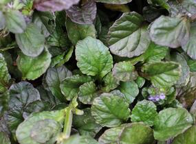 Zběhovec plazivý 'Catlin's Giant' - Ajuga reptans 'Catlin's Giant'