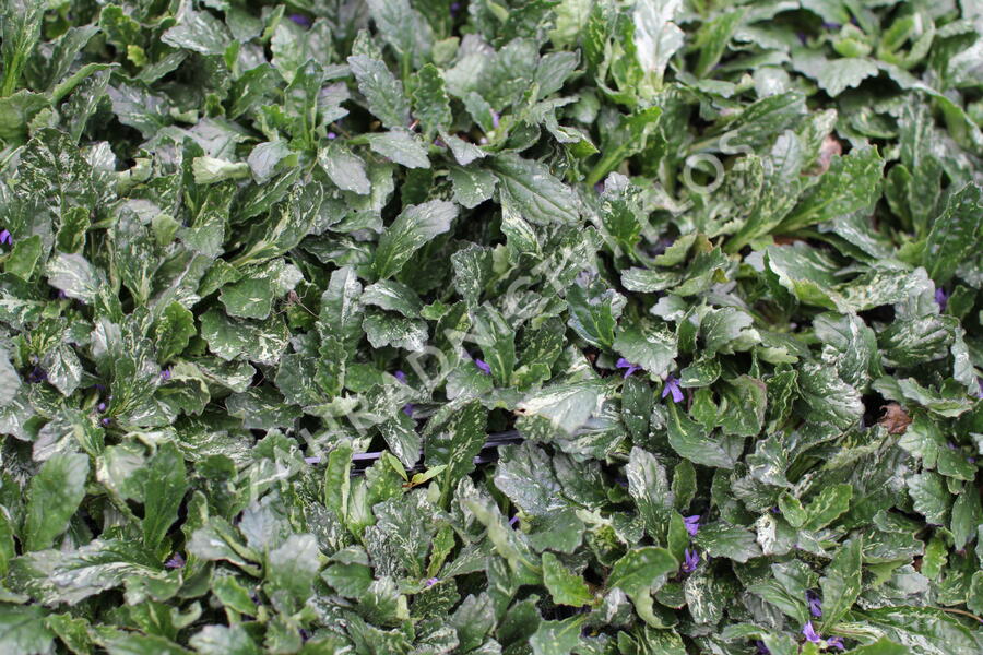 Zběhovec plazivý 'Sparkler' - Ajuga reptans 'Sparkler'