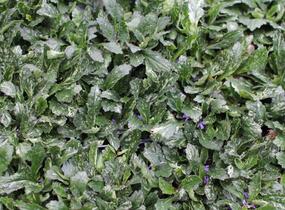 Zběhovec plazivý 'Sparkler' - Ajuga reptans 'Sparkler'