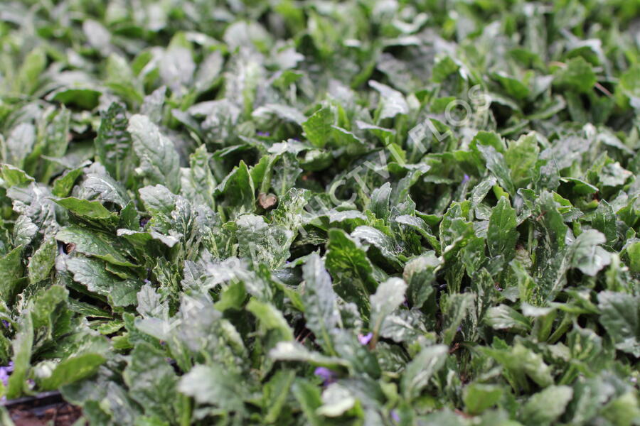 Zběhovec plazivý 'Sparkler' - Ajuga reptans 'Sparkler'