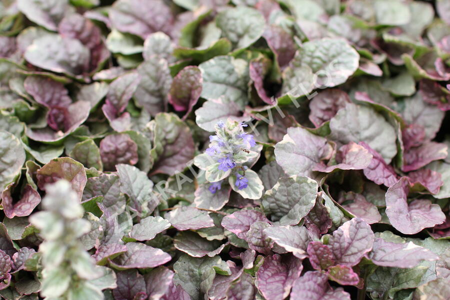 Zběhovec plazivý 'Sugar Plum' - Ajuga reptans 'Sugar Plum'