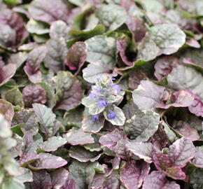 Zběhovec plazivý 'Sugar Plum' - Ajuga reptans 'Sugar Plum'