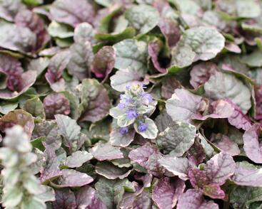 Zběhovec plazivý 'Sugar Plum'