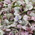 Ajuga reptans 'Sugar Plum'.JPG