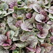 Zběhovec plazivý 'Sugar Plum' - Ajuga reptans 'Sugar Plum'