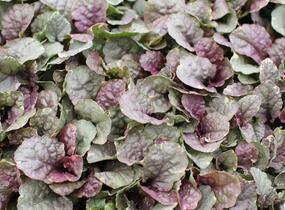 Zběhovec plazivý 'Sugar Plum' - Ajuga reptans 'Sugar Plum'
