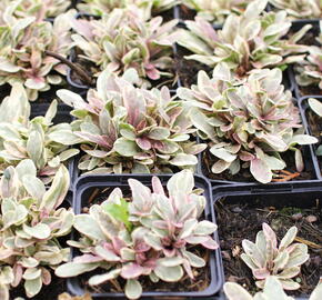 Zběhovec plazivý 'Princess Nadia' - Ajuga reptans 'Princess Nadia'