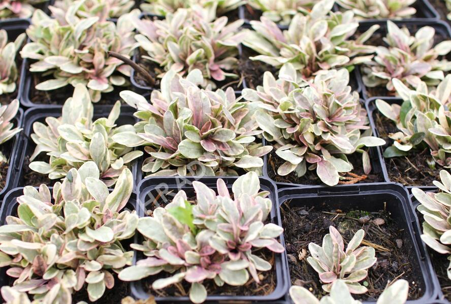 Zběhovec plazivý 'Princess Nadia' - Ajuga reptans 'Princess Nadia'