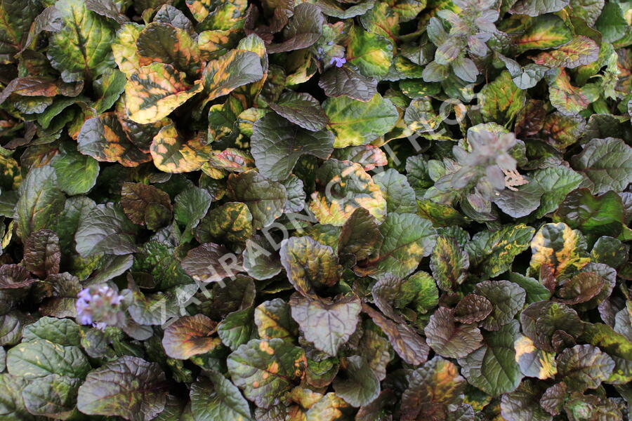Zběhovec plazivý 'Rainbow' - Ajuga reptans 'Rainbow'