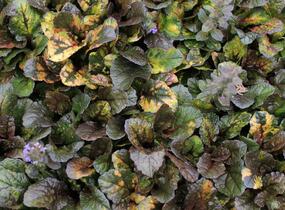 Zběhovec plazivý 'Rainbow' - Ajuga reptans 'Rainbow'