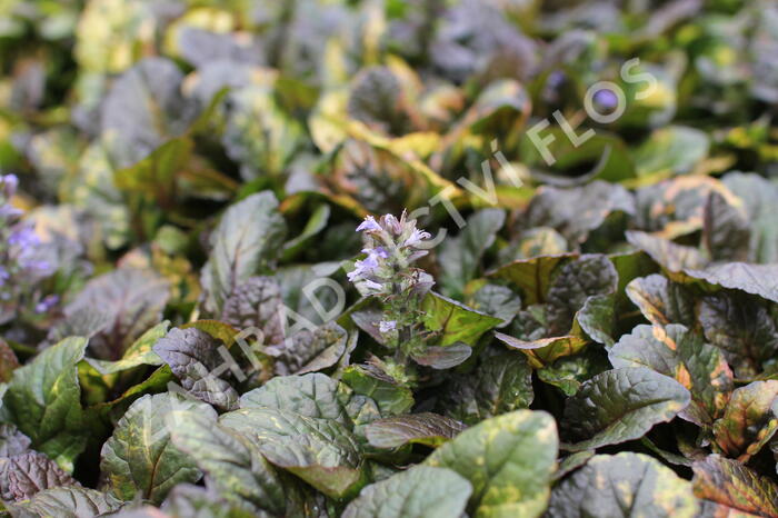 Zběhovec plazivý 'Rainbow' - Ajuga reptans 'Rainbow'