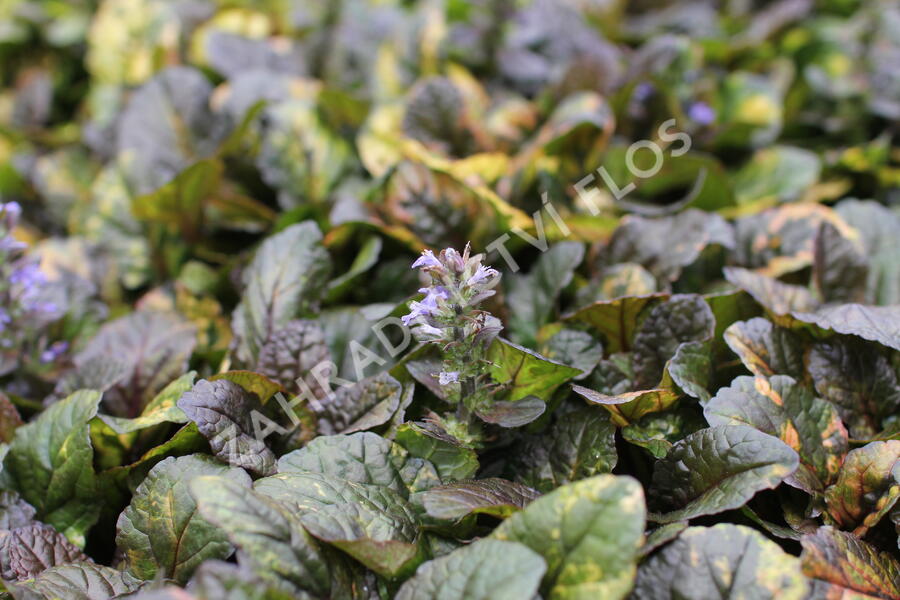 Zběhovec plazivý 'Rainbow' - Ajuga reptans 'Rainbow'