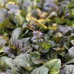 Zběhovec plazivý 'Rainbow' - Ajuga reptans 'Rainbow'