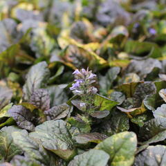 Zběhovec plazivý 'Rainbow' - Ajuga reptans 'Rainbow'