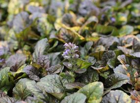Zběhovec plazivý 'Rainbow' - Ajuga reptans 'Rainbow'