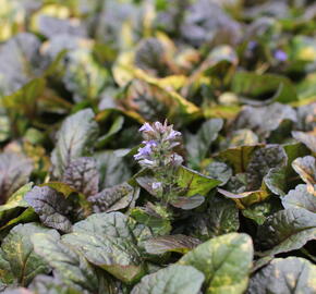 Zběhovec plazivý 'Rainbow' - Ajuga reptans 'Rainbow'