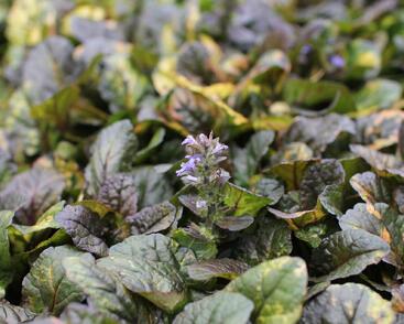 Zběhovec plazivý 'Rainbow'