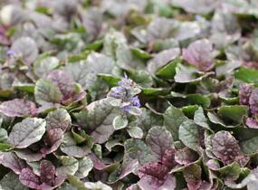 Zběhovec plazivý 'Burgundy Glow' - Ajuga reptans 'Burgundy Glow'