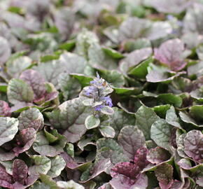 Zběhovec plazivý 'Burgundy Glow' - Ajuga reptans 'Burgundy Glow'