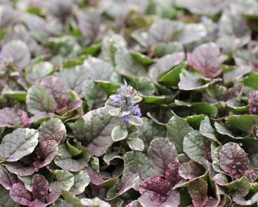 Zběhovec plazivý 'Burgundy Glow'