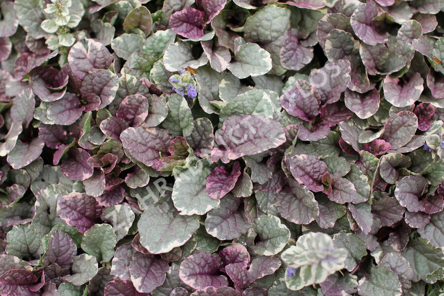 Zběhovec plazivý 'Burgundy Glow' - Ajuga reptans 'Burgundy Glow'