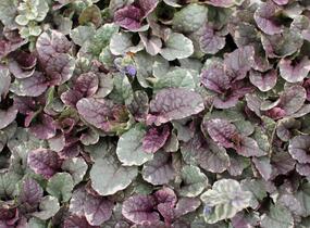 Zběhovec plazivý 'Burgundy Glow' - Ajuga reptans 'Burgundy Glow'