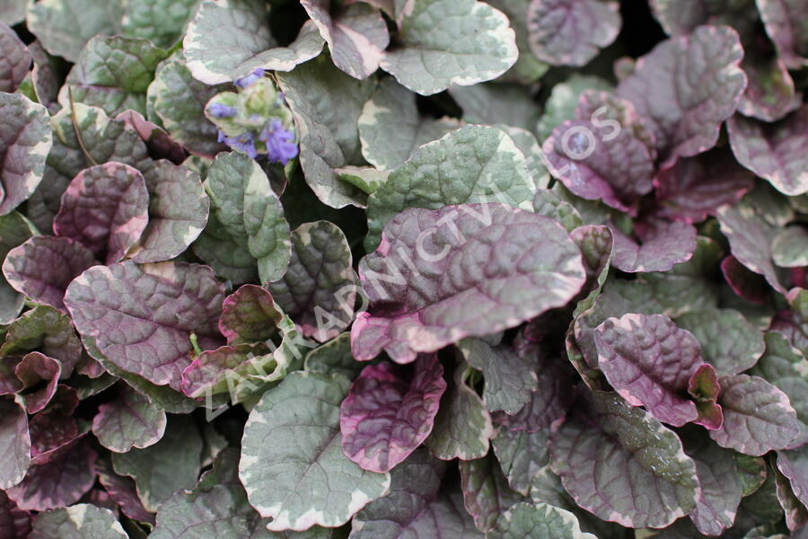 Zběhovec plazivý 'Burgundy Glow' - Ajuga reptans 'Burgundy Glow'