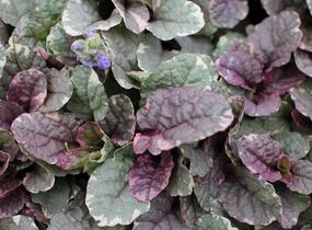 Zběhovec plazivý 'Burgundy Glow' - Ajuga reptans 'Burgundy Glow'