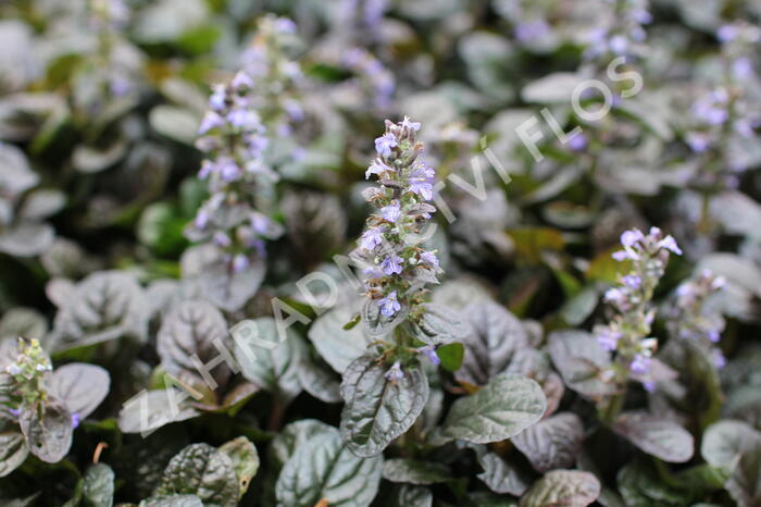 Zběhovec plazivý 'Atropurpurea' - Ajuga reptans 'Atropurpurea'