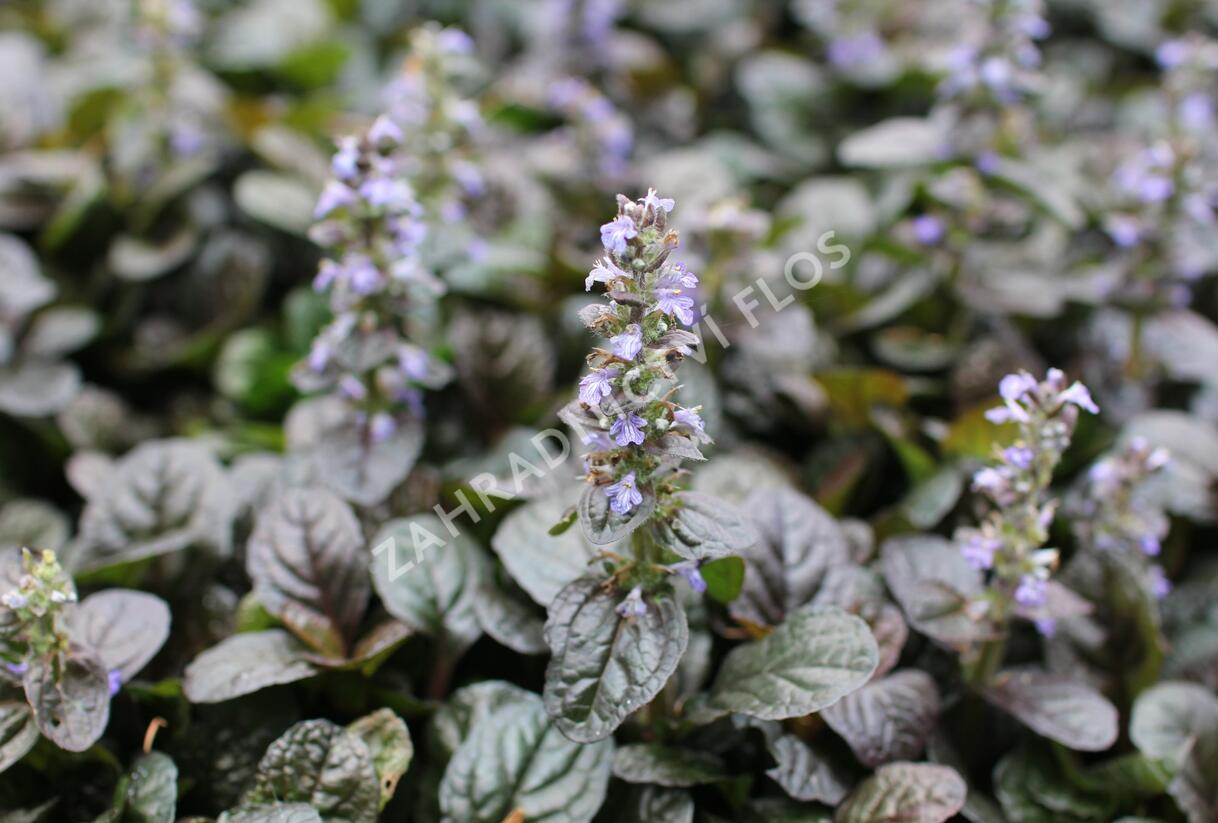 Zběhovec plazivý 'Atropurpurea' - Ajuga reptans 'Atropurpurea'