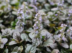 Zběhovec plazivý 'Atropurpurea' - Ajuga reptans 'Atropurpurea'