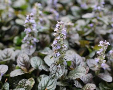 Zběhovec plazivý 'Atropurpurea'