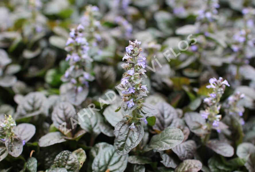 Zběhovec plazivý 'Atropurpurea' - Ajuga reptans 'Atropurpurea'