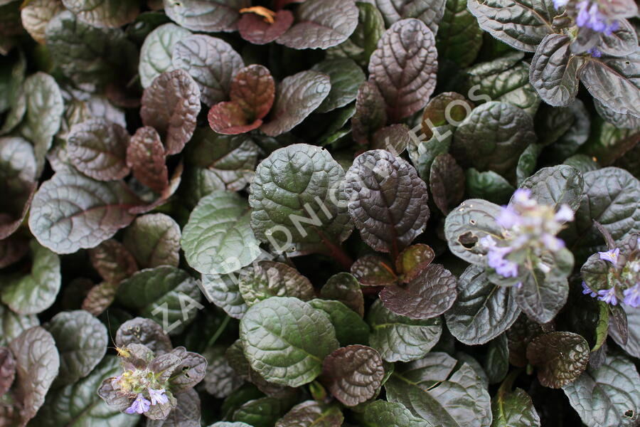 Zběhovec plazivý 'Atropurpurea' - Ajuga reptans 'Atropurpurea'