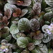 Zběhovec plazivý 'Atropurpurea' - Ajuga reptans 'Atropurpurea'