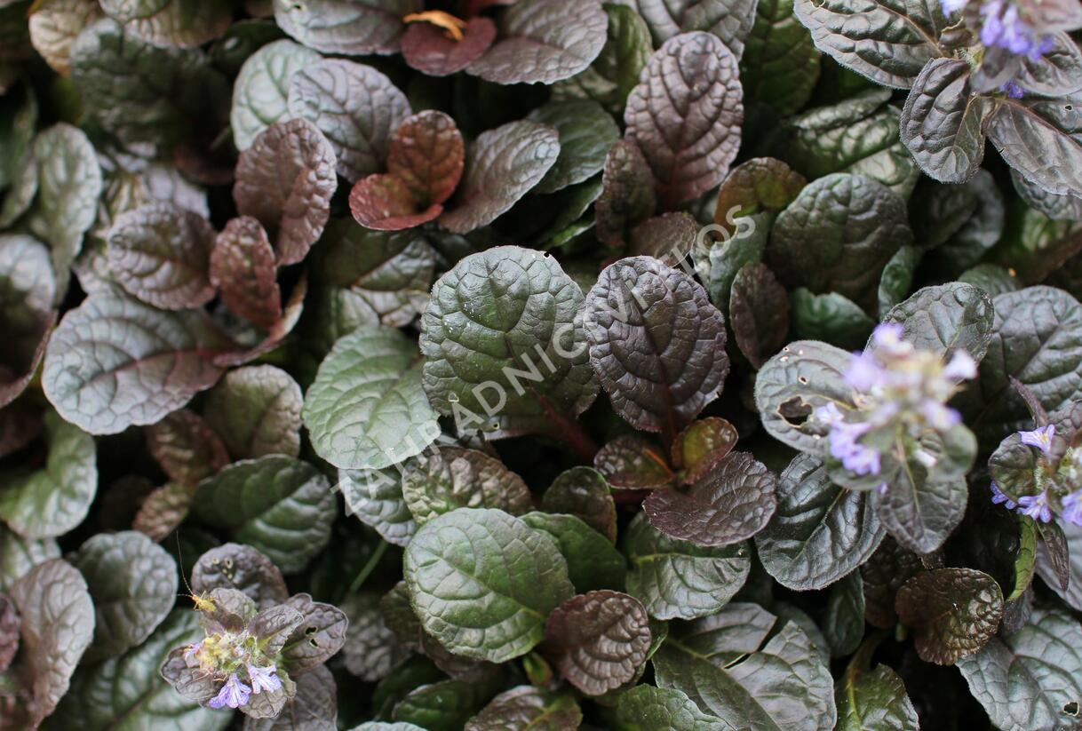 Zběhovec plazivý 'Atropurpurea' - Ajuga reptans 'Atropurpurea'