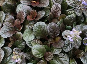 Zběhovec plazivý 'Atropurpurea' - Ajuga reptans 'Atropurpurea'