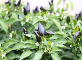 Paprika chilli okrasná 'Yvona' - Capsicum annuum 'Yvona'