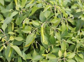 Paprika chilli převislá 'Volante Hot Red' - Capsicum annuum 'Volante Hot Red' F1