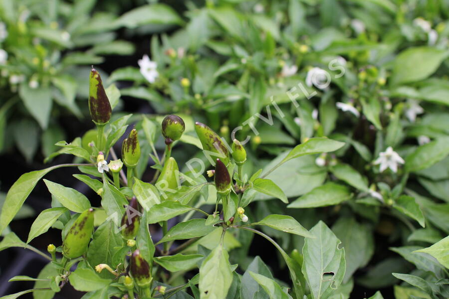 Paprika chilli 'Oraneta' - Capsicum annuum 'Oraneta'