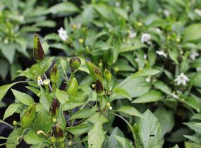 Paprika chilli okrasná 'Oraneta' - Capsicum annuum 'Oraneta'