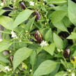Paprika chilli 'Foxta' - Capsicum annuum 'Foxta'