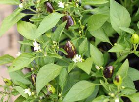 Paprika chilli okrasná 'Foxta' - Capsicum annuum 'Foxta'