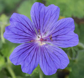 Kakost vznešený 'Rosemoor'