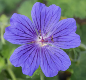 Kakost vznešený 'Rosemoor' - Geranium magnificum 'Rosemoor'