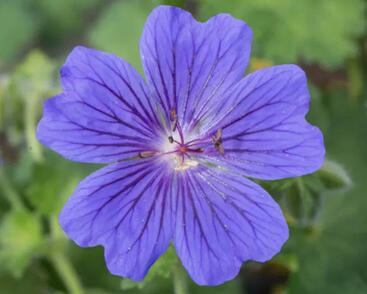 Kakost vznešený 'Rosemoor'