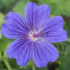 Geranium magnificum 'Rosemoor'.png